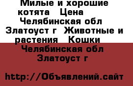 Милые и хорошие котята › Цена ­ 200 - Челябинская обл., Златоуст г. Животные и растения » Кошки   . Челябинская обл.,Златоуст г.